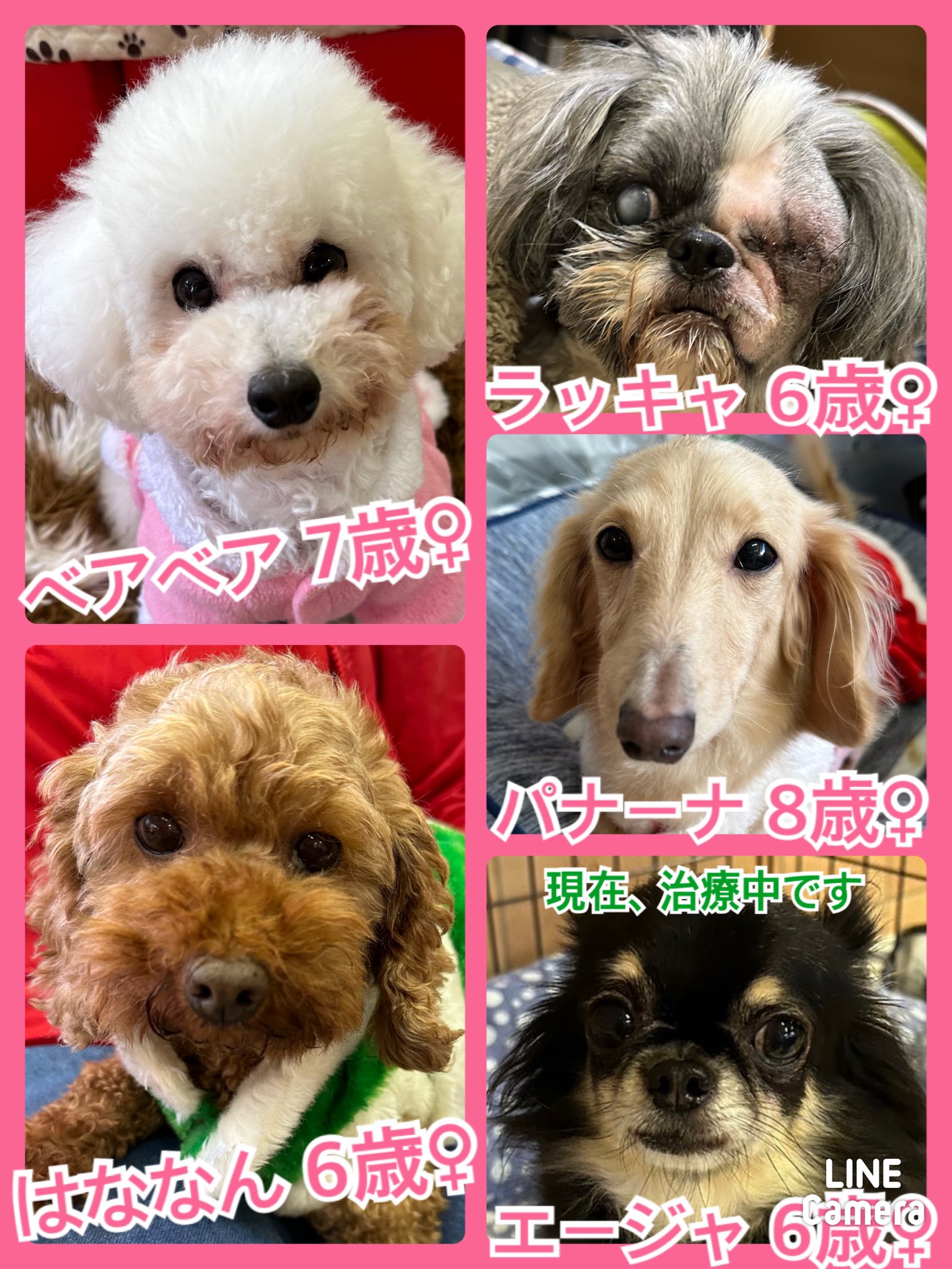 🐾今日の里親様募集中ワンコ🐶メンバーです🐾2023,12,18【保護犬カフェ天神橋店】